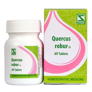 Quercus robur 1x