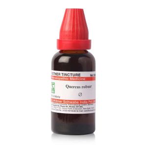 Quercus robur MT