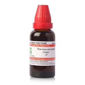 Teucrium marum virum MT