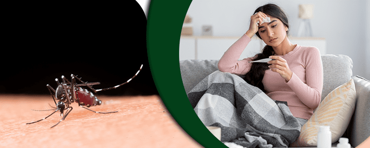 what-should-you-know-about-dengue-fever