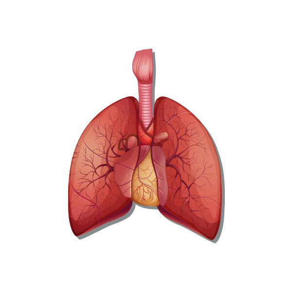 Chronic Bronchitis