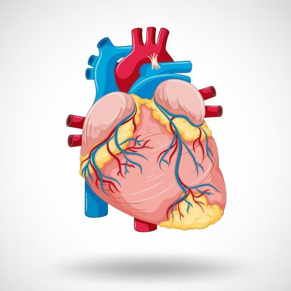 Senile Heart