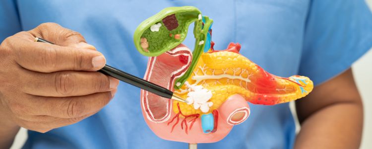 How Can Digestive Enzymes Affect Your Metabolism?